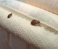 Bed Bugs Control Brisbane image 2